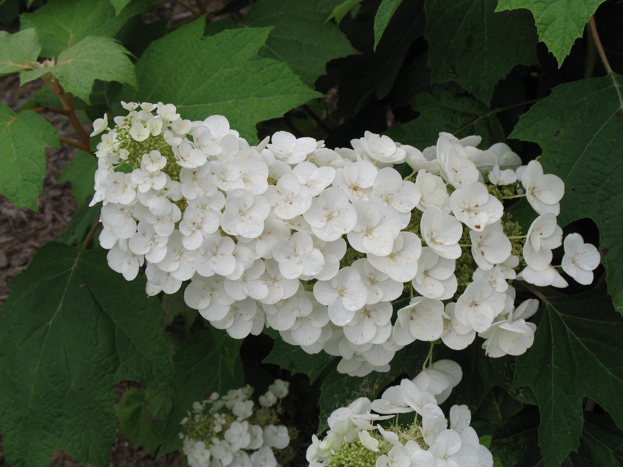 Online Plant Guide - Hydrangea quercifolia 'Alice' / Alice Oakleaf